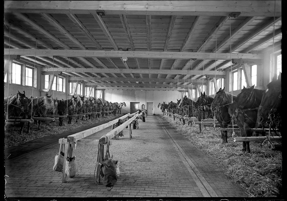 Mobilisation, Pferde und Sättel in der Viehmarkthalle, 1943-1944, Fotograf Werner Schoch