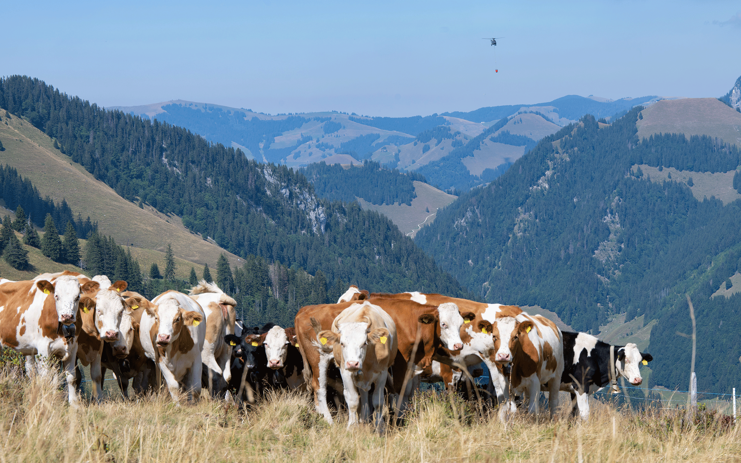 Wassertransport im Kanton Fribourg im August 2022. ©VBS/DDPS, Jonas Kambli