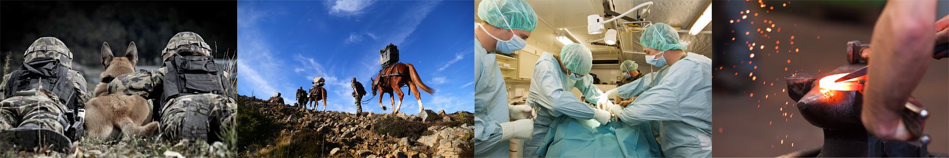 Immagine di copertina 4 aree specializzate dello CC S vet & animali Es